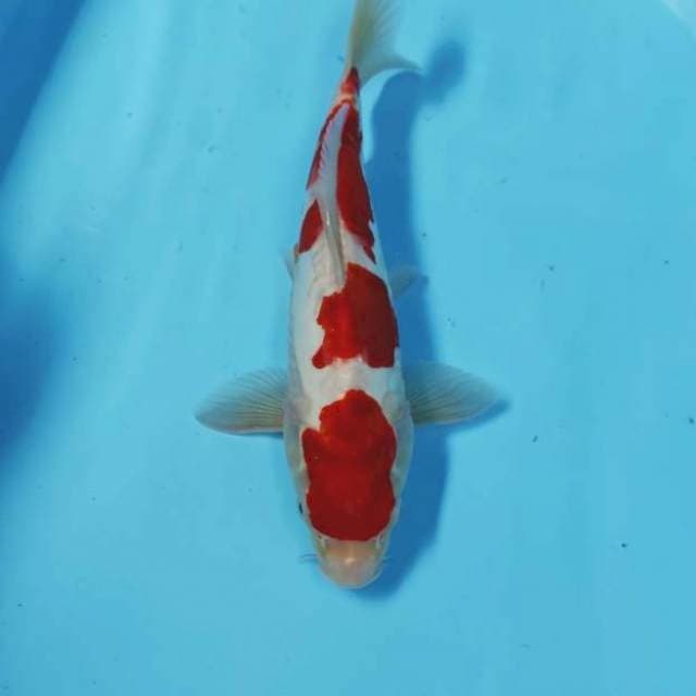 KOHAKU CEPLOK 3
