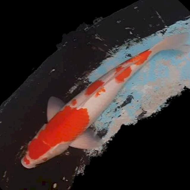Kohaku 46cm Jumbo
