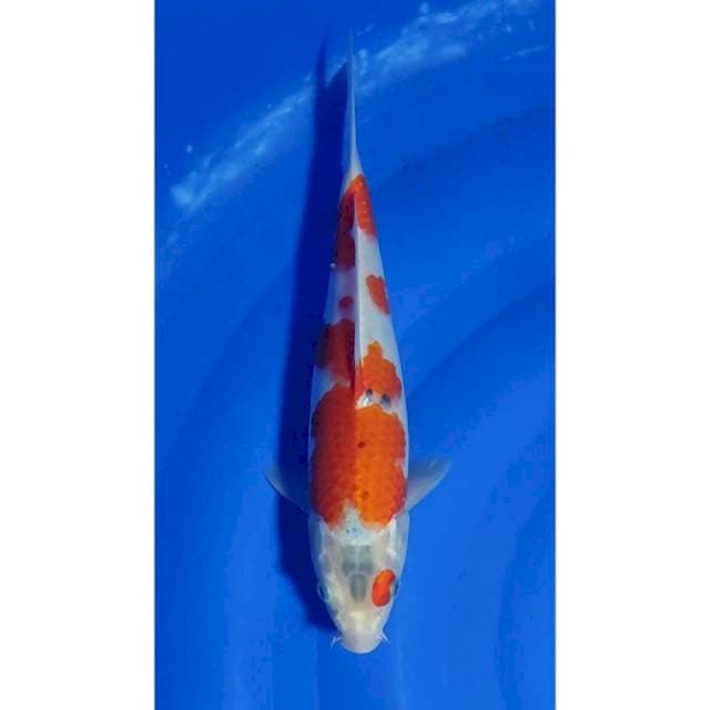 Goshiki Original Patern 29cm (F)
