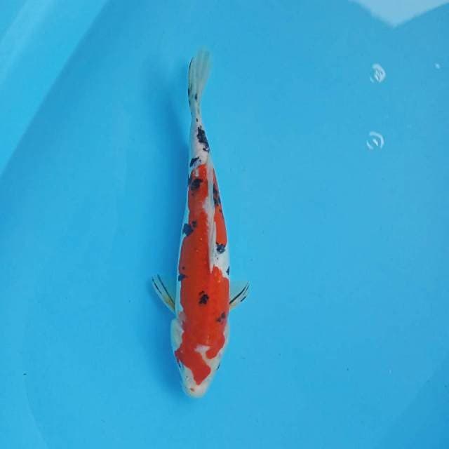 SANKE DOITSU 30CM