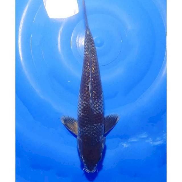 Ochiba Ginrin 36cm (M)