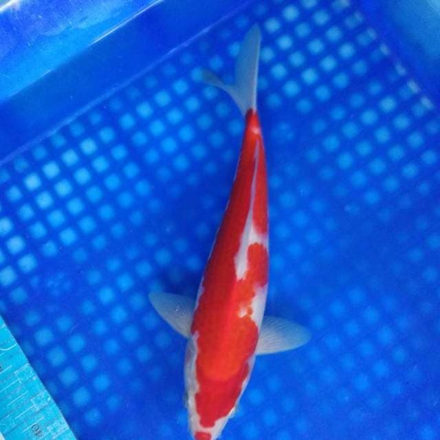 Kohalu kucibeni 27 cm