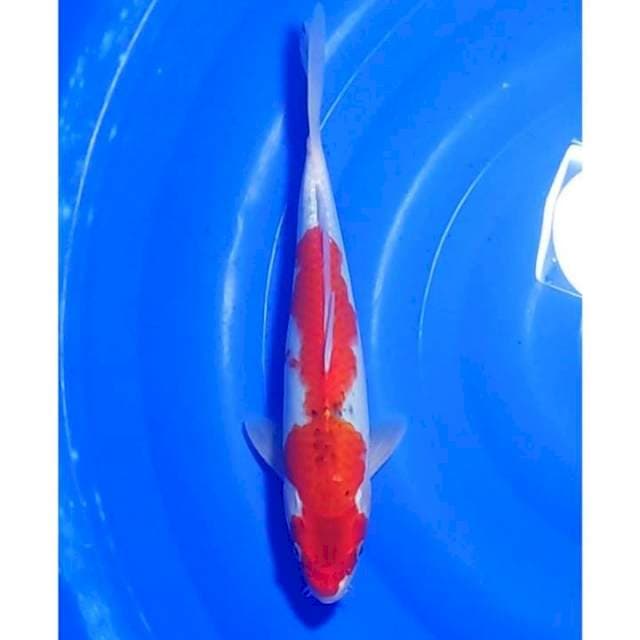 Goahiki Original Patern 30cm (F)