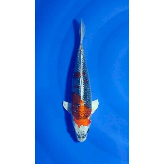 Beni Gingga Ori 25cm (F)