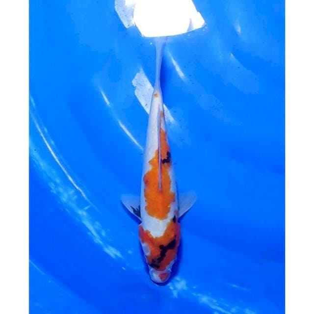 Showa Sanshoku Tategoi 25cm (F)