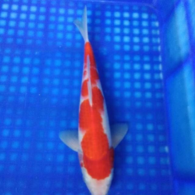 Kohaku 27cm
