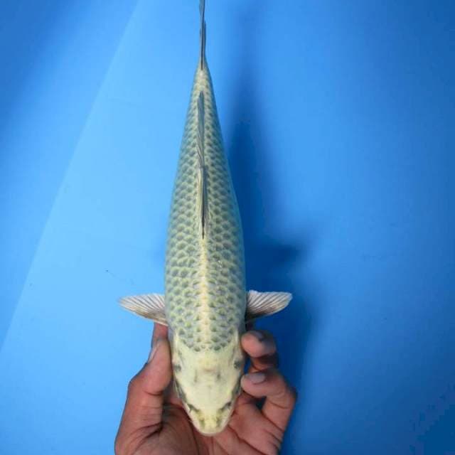 Mukasi