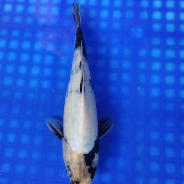 Shiro tategoi 23cm