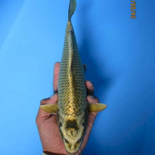 Mukasi ring rapi