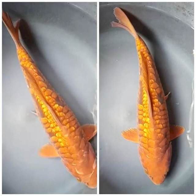 CHAGOI GINRIN PUNUK SISIK GEDE 36 Cm