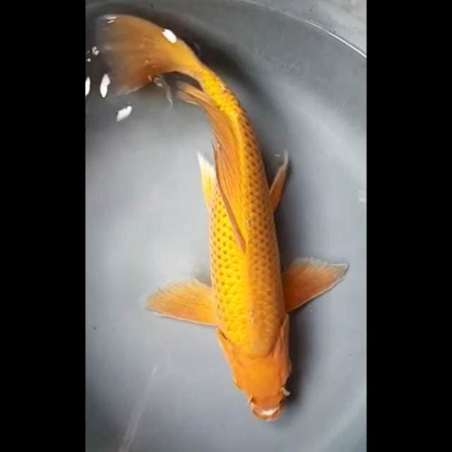CHAGOI KUMPAY PUNUK 35 Cm, JANTAN