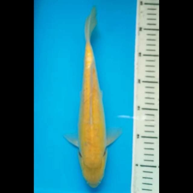 KARASHI MATA MERAH DOITSU ARAGOKE PUNUK 32 Cm, JANTAN