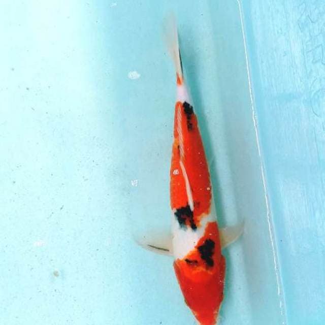 Sanke 33cm