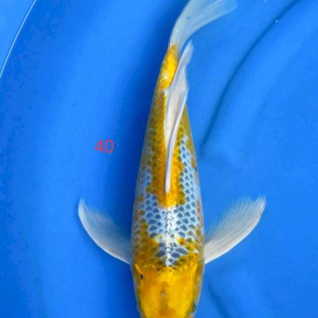 Kumpay 40cm