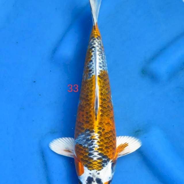 Kujaku 33cm