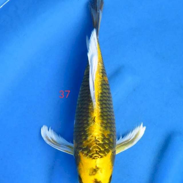 Kabuto kumpay 37cm