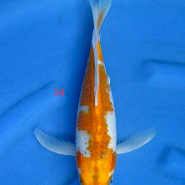 Goshiki kumpay 34cm