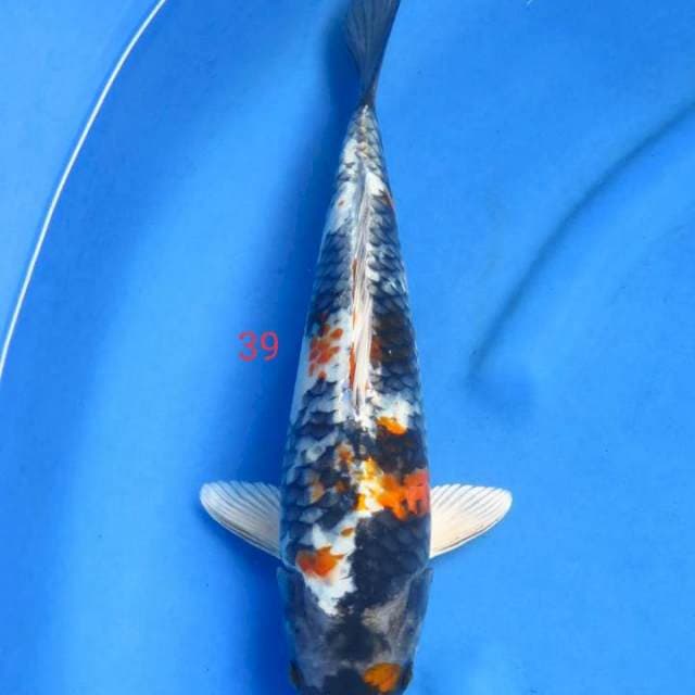Kinshowa 39cm