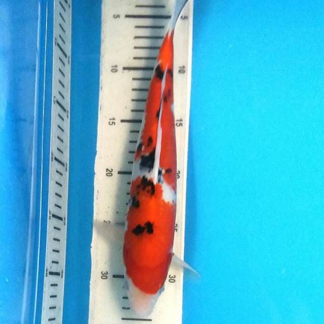 Sanke 31cm