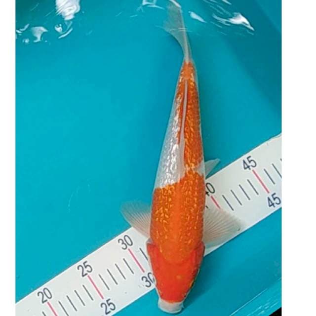 Kohaku Ginrin Male 31cm