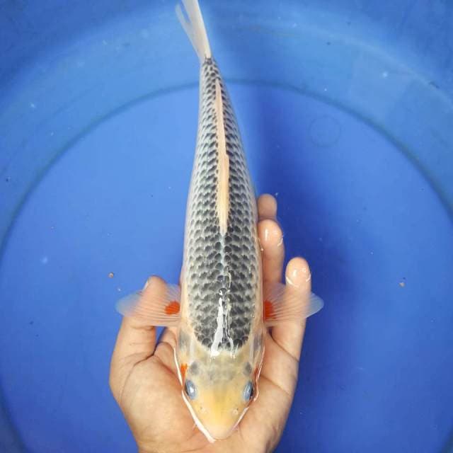 1 ~ ASAGI 35BU