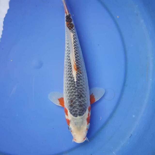 2 ~ ASAGI HANA TEMBUS KEPALA BERSIH 30cm