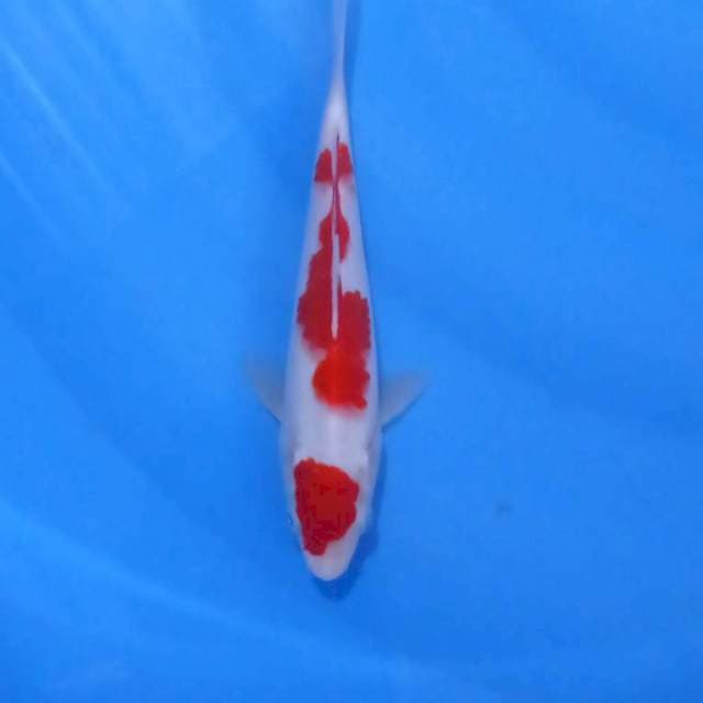 Maruten Kohaku 21Cm