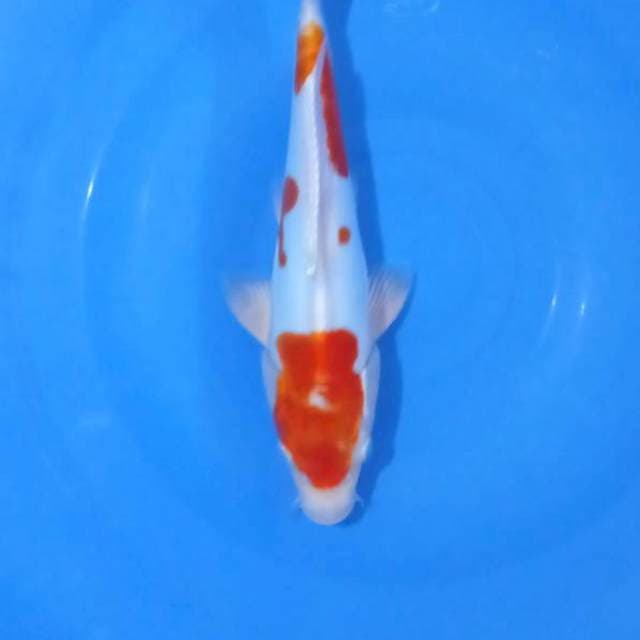 Kikushui 25Cm