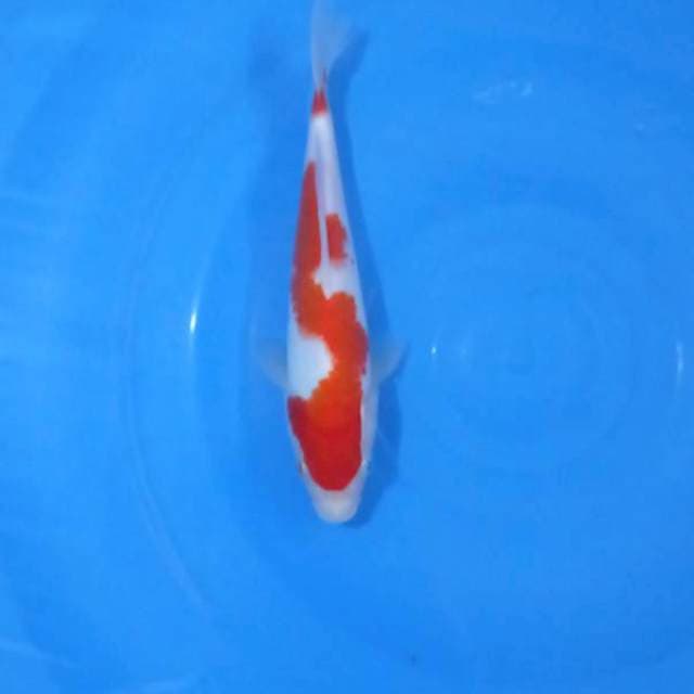 Kohaku Inazuma 22Cm