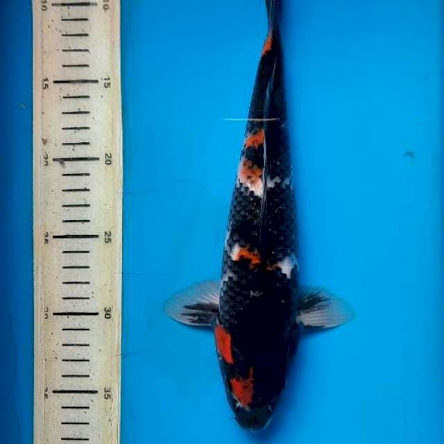 Showa 30cm