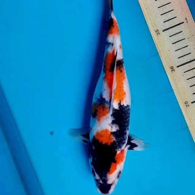 Showa 27cm
