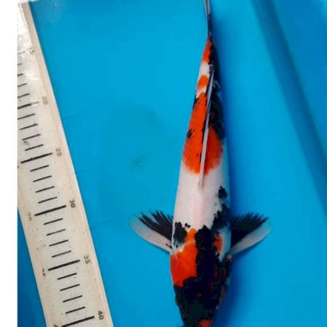 Showa 32cm