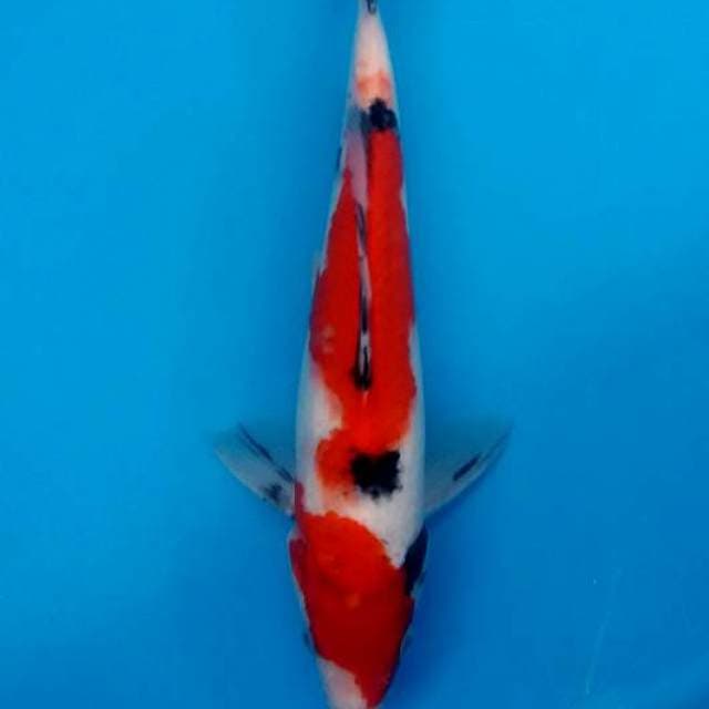 Sanke Merah 26cm