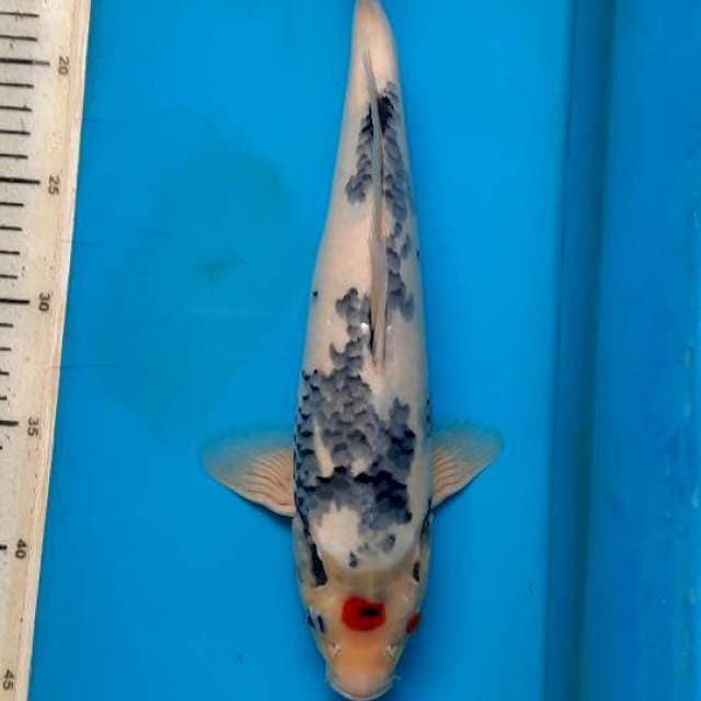 Tanchi showa 33cm
