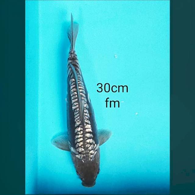 Soragoi doit ginrin 30cm