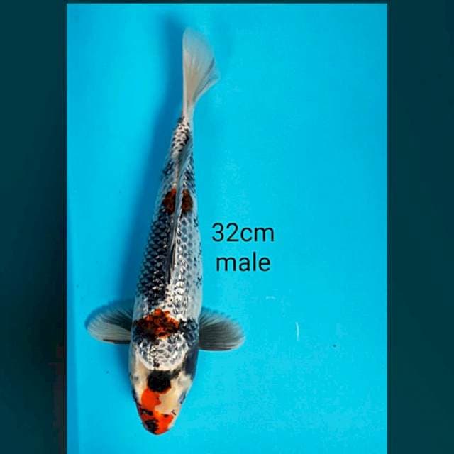 Kage showa ginrin 32cm male