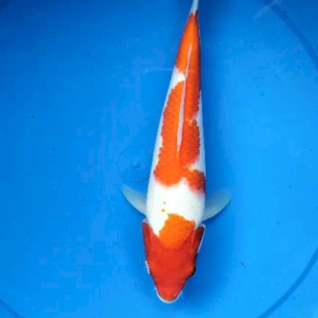 Kohaku 28 bakat jumbo