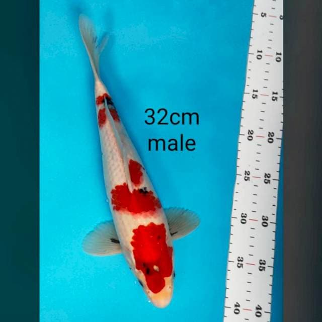 Kindai maruten jos 32cm male
