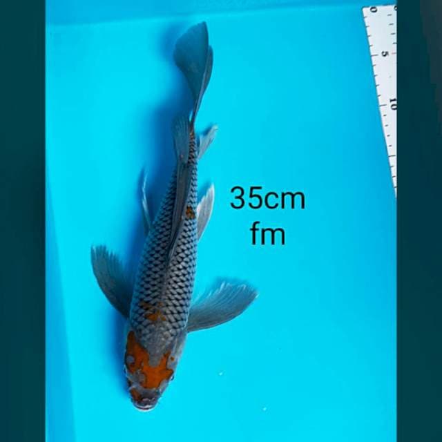 Kumpay ochiba 35cm