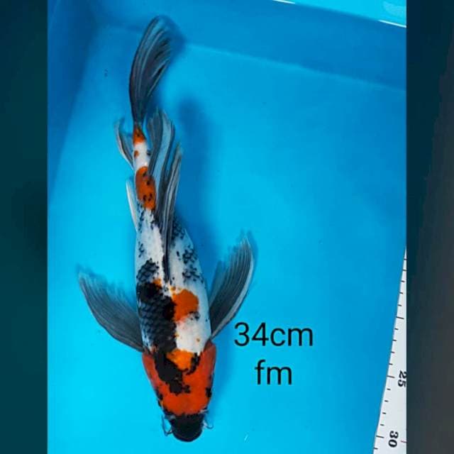 Kumpay showa 34cm