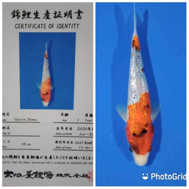 Ginrin showa dainichi