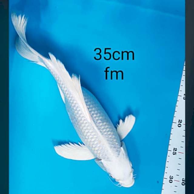 Kumpay platinum 35cm
