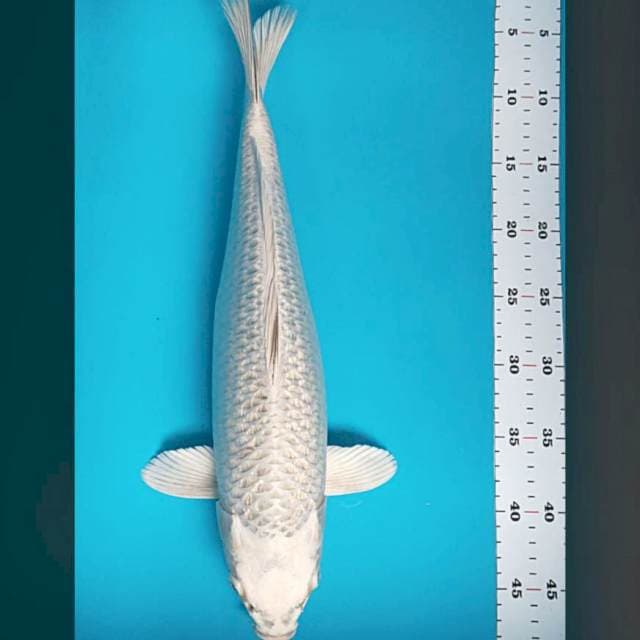 Mukashi jumbo 43cm