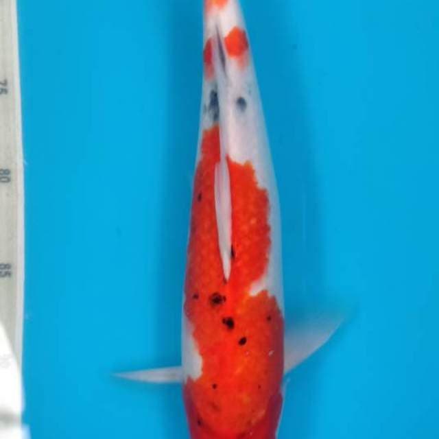 Sanke 34cm