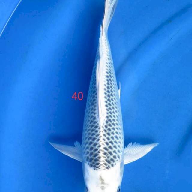 Matshuba 40cm