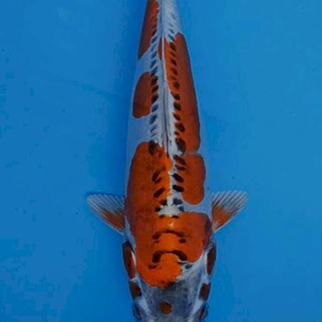 Benikikokuryu 28cm