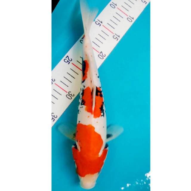 Beni Kumon 34cm