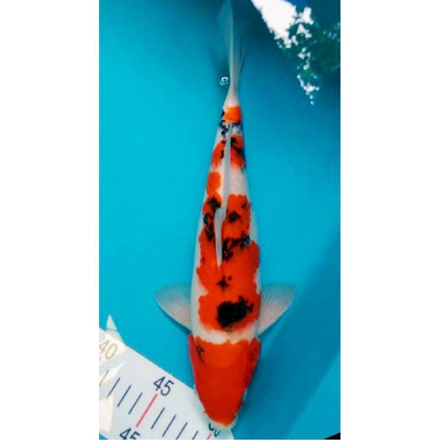 Sanke Strong Male 29cm