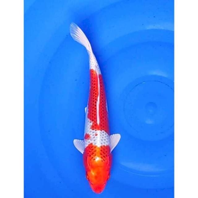 2step Kujaku Original 31cm (F)