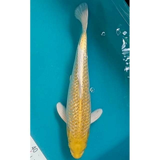 Ogon Ginrin 35cm